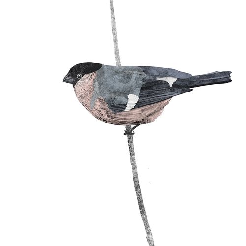 Bullfinch