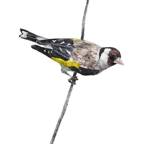 Goldfinch