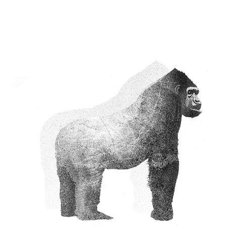 Gorilla