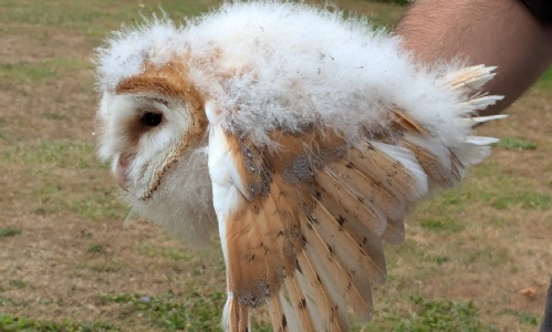 an owl